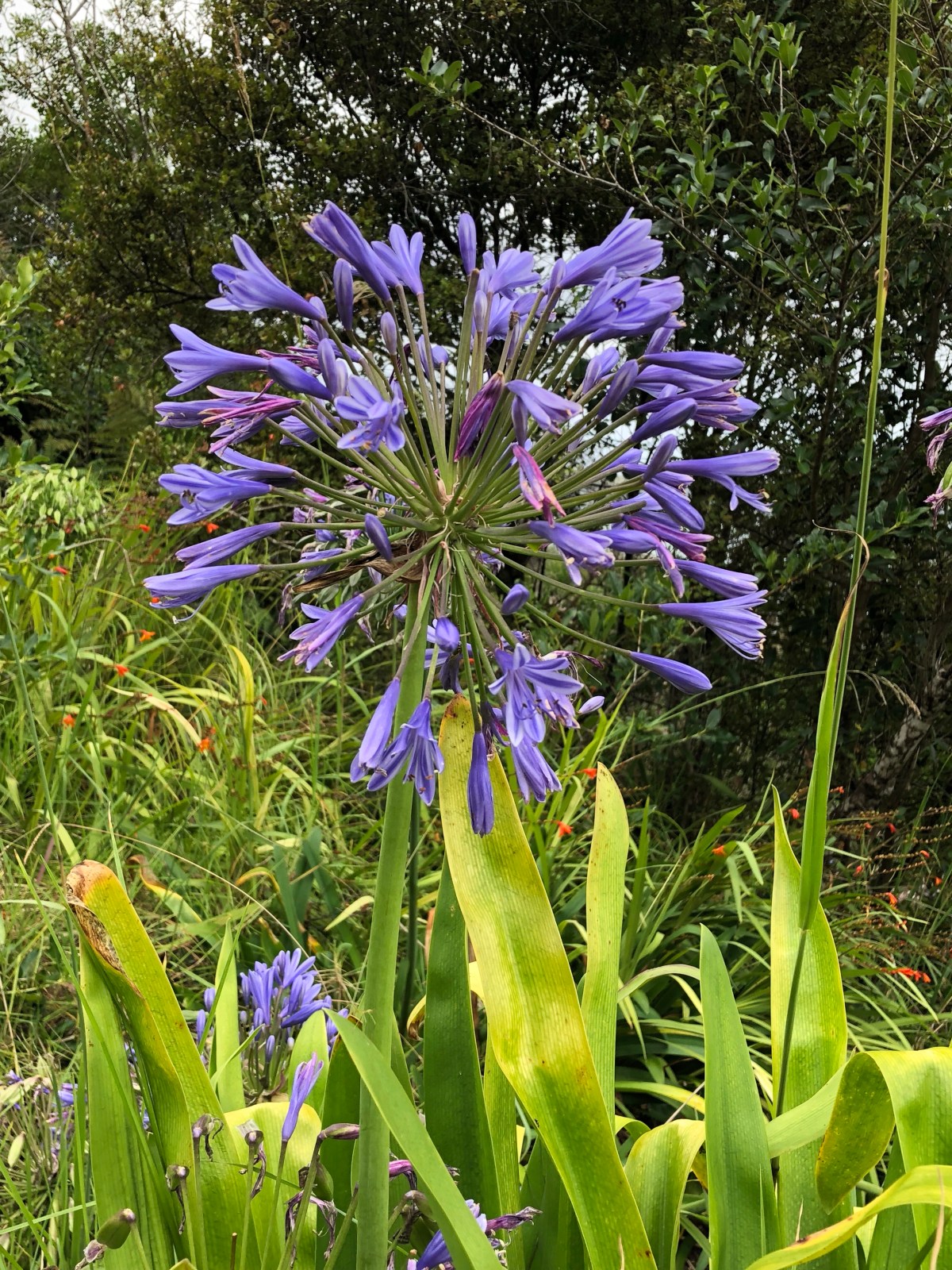 Coromandel Peninsula